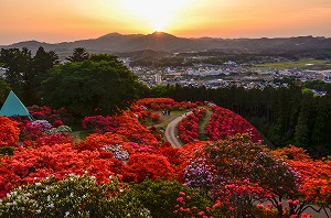 『夕日に映るつつじ山』