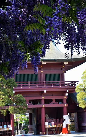 「芳香八重藤」