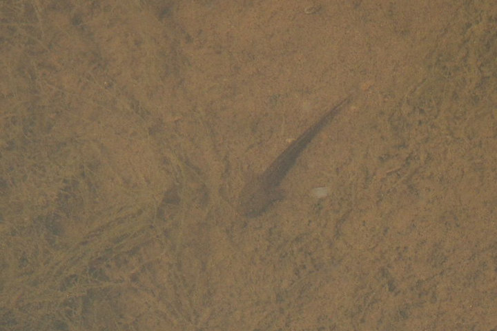 トウキョウサンショウウオ
