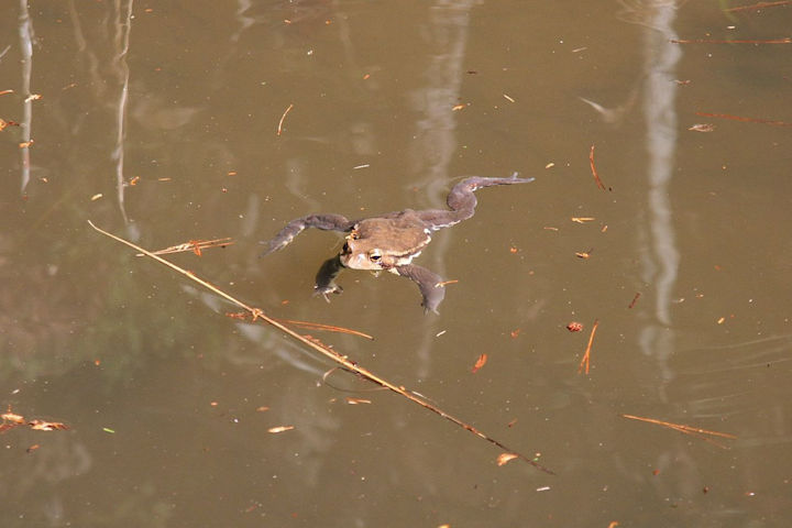 ヒキガエル