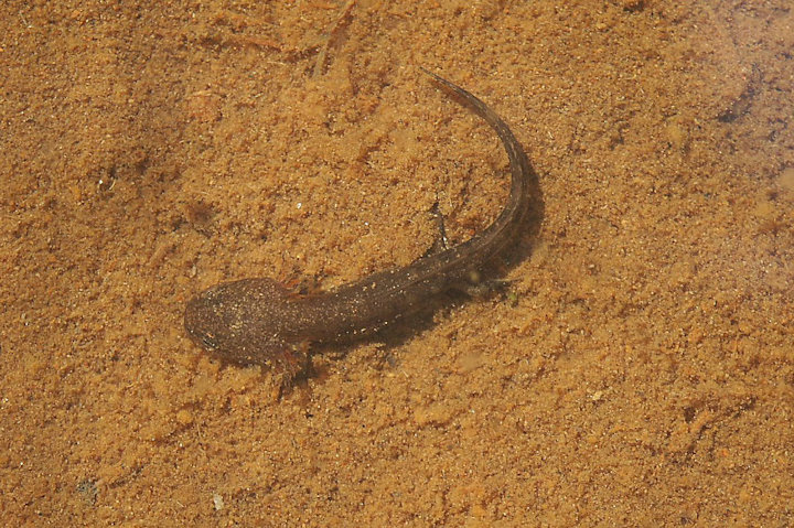 トウキョウサンショウウオ