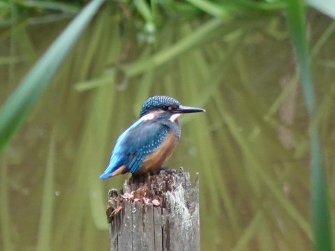 カワセミ