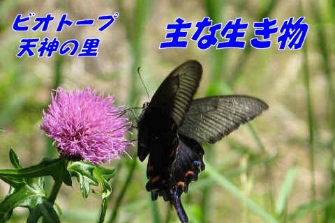Ȑ