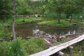 メダカンボの池