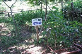 オオムラサキの里