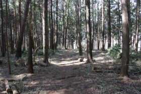 東側山林
